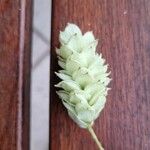 Ostrya carpinifolia Flower