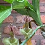 Catasetum fimbriatum Flower