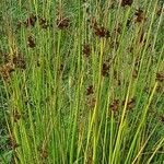 Juncus effusus Celota