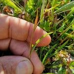 Bupleurum ranunculoides Leaf