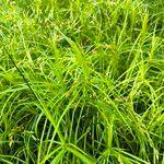 Carex muskingumensis ഇല