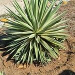 Agave vivipara Fuelha