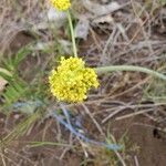 Lomatium triternatum Flower