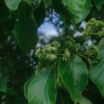 Ehretia dicksonii Flor