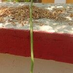 Moringa oleifera Fruto