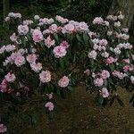 Rhododendron fulvum Habitus