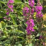 Lythrum salicariaFlower