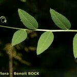 Vicia dumetorum Leaf