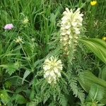 Pedicularis foliosa Kvet