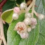 Cotoneaster franchetii ফুল