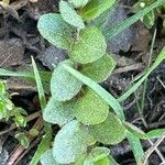 Veronica serpyllifolia برگ