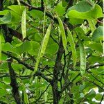 Cercis griffithii Fruit