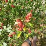 Justicia brandegeeana Flor