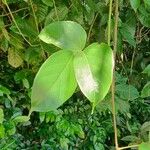 Canavalia rosea Leaf