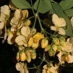 Senna hayesiana Flower