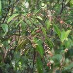 Licania incana Costuma