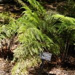 Asplenium bulbiferum Blatt