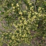 Asparagus acutifolius Outro