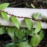 Microgramma reptans Folla