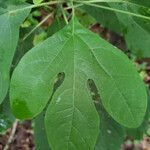 Sassafras albidum পাতা