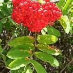 Sorbus americana Blüte