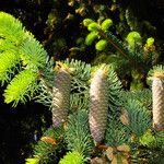 Picea abies Gyümölcs