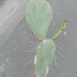 Opuntia littoralis List