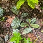 Hieracium venosum Leaf