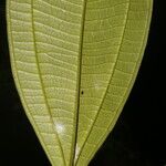 Henriettea odorata ᱥᱟᱠᱟᱢ