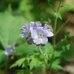 Phacelia bipinnatifida Flor