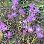 Colchicum speciosum Habit