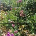 Caragana halodendron ফুল