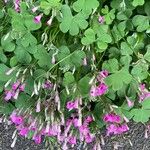 Oxalis debilis 葉