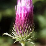 Cirsium andersonii Flor