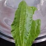 Plantago majorLeaf