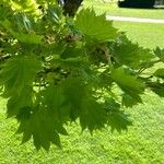 Acer shirasawanum Leaf