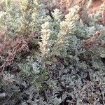 Artemisia caerulescens Hoja