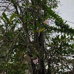 Tabebuia heterophyllaFlower