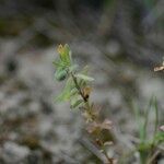 Euphorbia sulcata Drugo