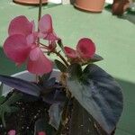 Begonia cucullata cv. 'Doublet Rose Pink' Kwiat