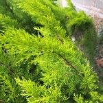 Cupressus macrocarpaList