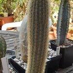 Cleistocactus variispinus Celota
