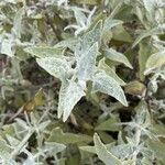 Salvia canariensis Blatt