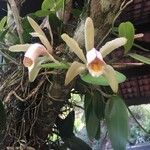 Cattleya forbesii Flor