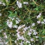 Thymus vulgaris Flower