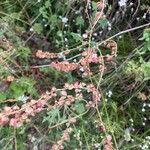 Rumex scutatus Fleur