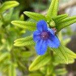 Glandora prostrata 花