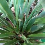 Dracaena draco পাতা