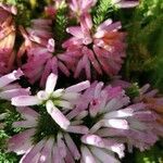 Erica verticillata Flower