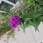 Vernonia fasciculata Flor